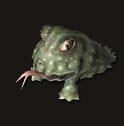 蛤蟆
